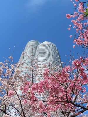 桜の咲いた六本木ヒルズ