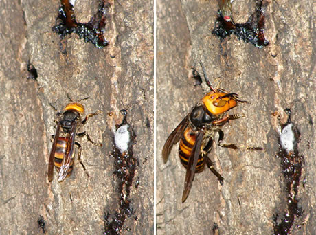 コガタスズメバチとオオスズメバチ