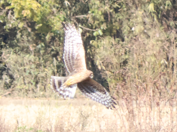 �n�C�C���`���E�q