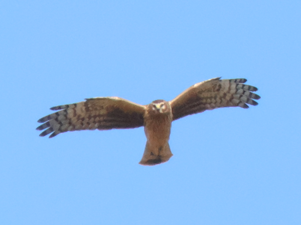 �n�C�C���`���E�q