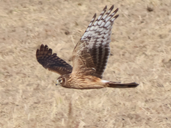 �n�C�C���`���E�q