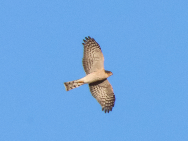 �n�C�^�J�Y