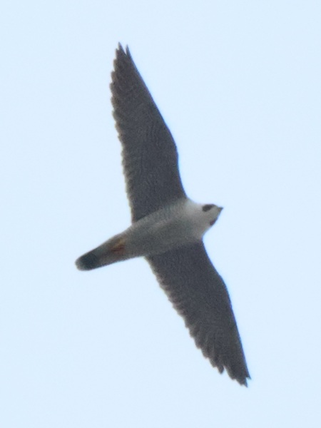 �n���u�T�Y