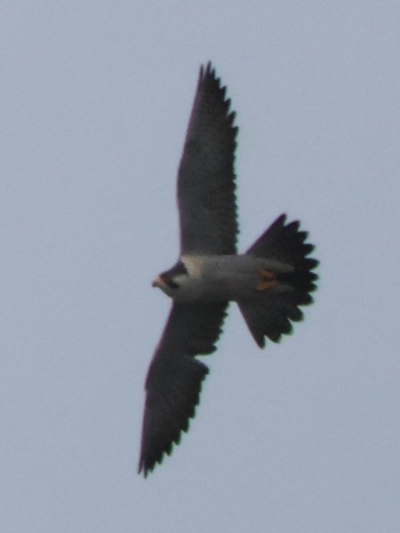 �n���u�T��