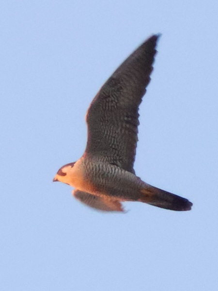 �n���u�T��