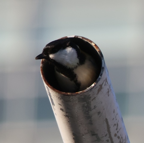 �V�W���E�J��