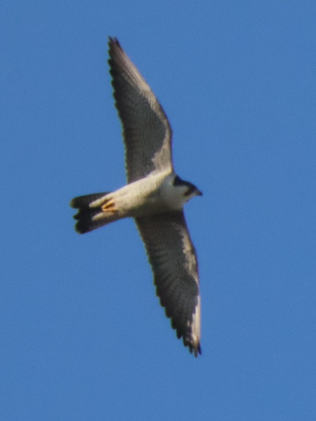 �n���u�T��