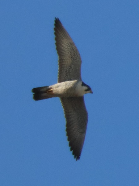 �n���u�T��