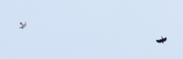 �n���u�T�ƃJ���X