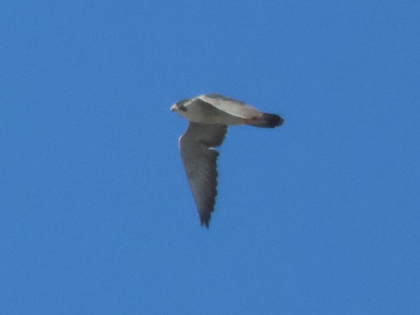 2026/01/24 埼玉県南部 ハヤブサがまだ滞在