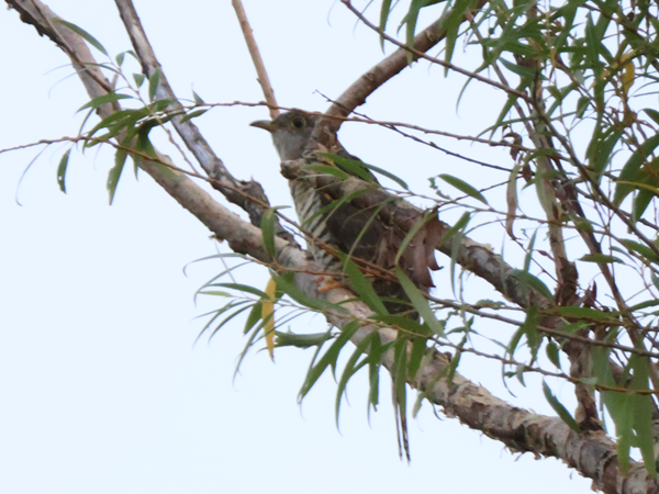 カッコウらしい鳥