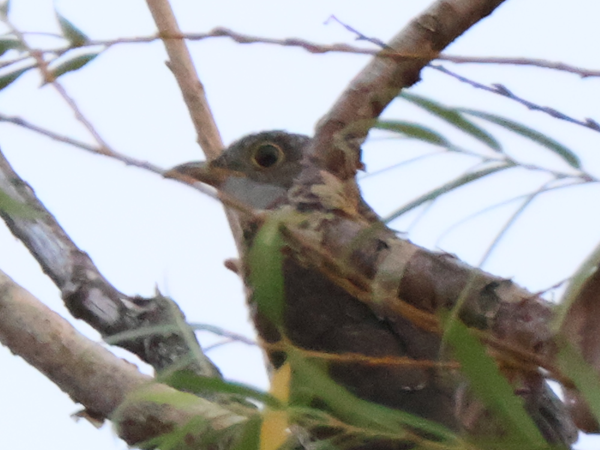 カッコウらしい鳥