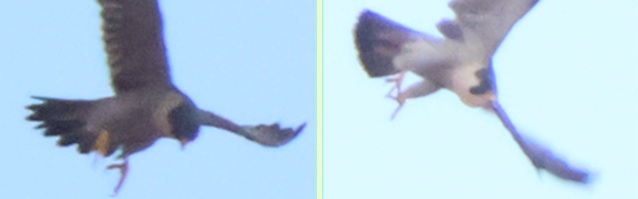 2025/09/28 埼玉県南部 ハヤブサ2羽を確認