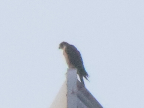 2025/09/16 埼玉県南部 ハヤブサが戻ってきた