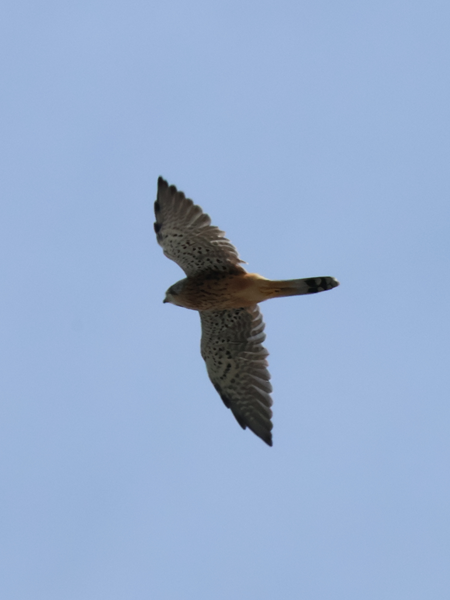 2025/09/22 六本木ヒルズ チョウゲンボウ