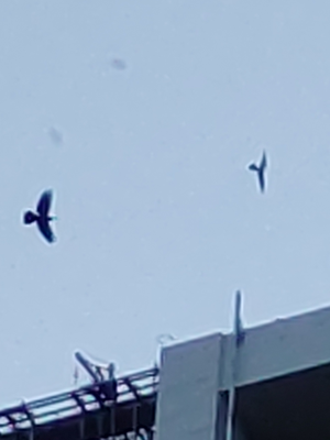 2025/09/23 埼玉県南部 ハヤブサ、チョウゲンボウ