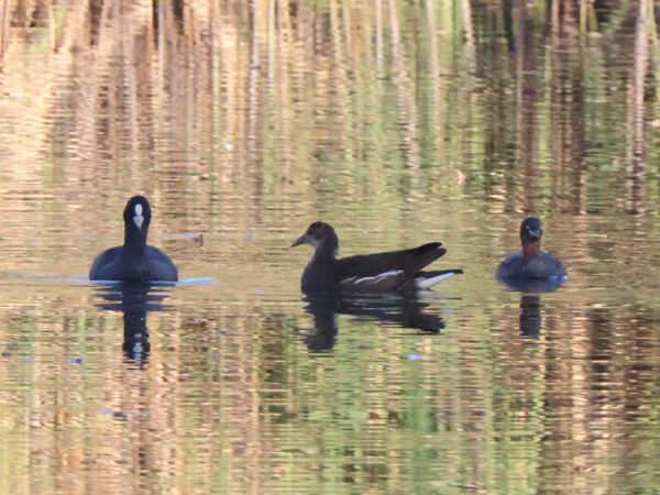 オオバン、バン幼鳥、カイツブリ