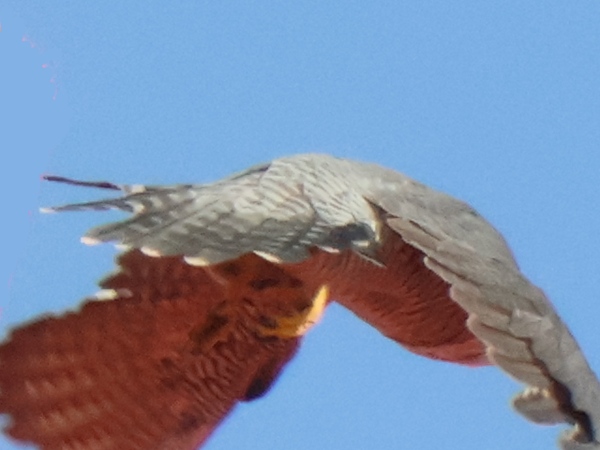 ハヤブサ雌の尾羽