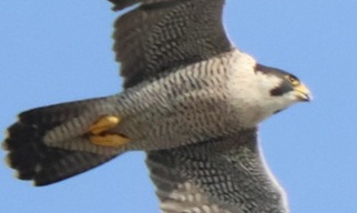 2025/10/02 埼玉県南部 ハヤブサ雌が背面飛行したり低いところにとまったり