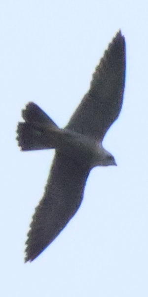 侵入個体と思われるハヤブサ