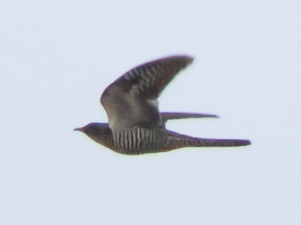 2025/10/10 埼玉県南部 市街地にツツドリ