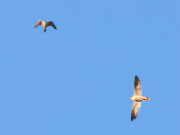 ハヤブサ雌と侵入個体