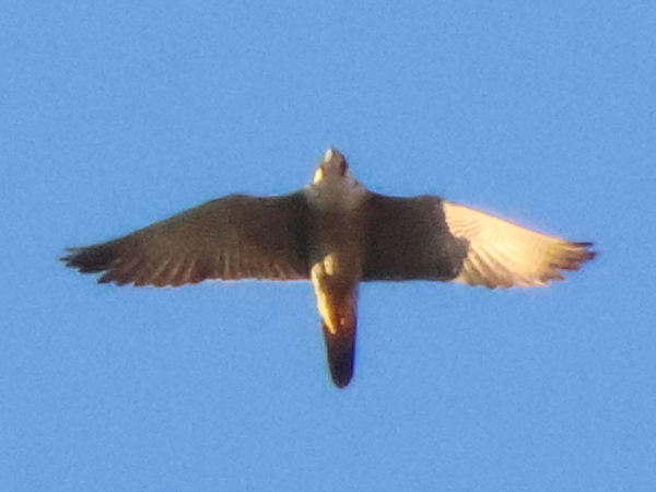 ハヤブサ　侵入個体