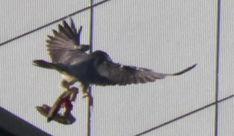 ハトの翼部分と思われるものを持つハヤブサ雄