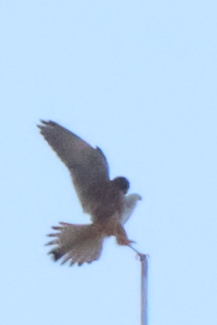 チョウゲンボウ