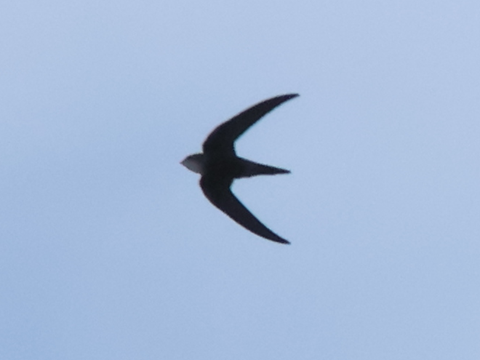 2025/10/24 埼玉県南部 アマツバメ再登場、ハヤブサ、チョウゲンボウ