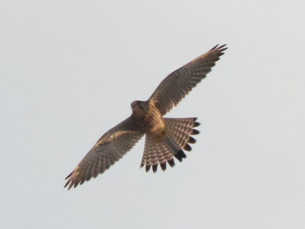 チョウゲンボウ