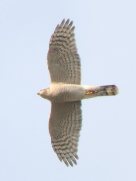 2025/11/08 埼玉県南部 ハヤブサ幼鳥、ハイタカ、チョウゲンボウ
