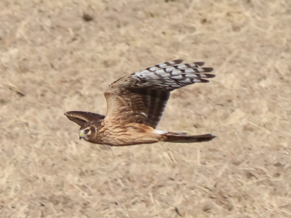 2025/11/15 桶川耕地 ハイイロチュウヒが2年ぶりにあらわれた