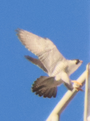 2025/11/21 埼玉県南部 ハヤブサ雄が動かない