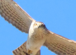 2025/11/22 桶川耕地 ハイタカが頭上に来た