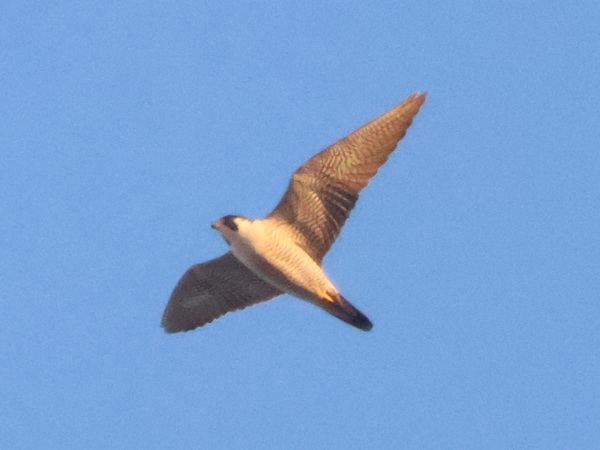 2025/11/28 埼玉県南部 ハヤブサ雄がちょっと飛んだだけ