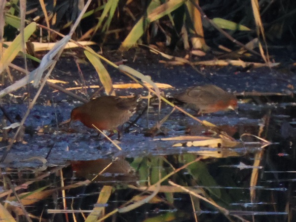 2025/12/04 埼玉県南部(沼) ヒクイナとクイナが2羽ずつ