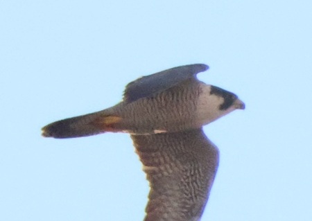 2025/12/16 埼玉県南部 ハヤブサ雌が4回狩りに失敗