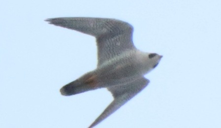 2025/12/20 埼玉県南部 ハヤブサ雄が久しぶりに現われた