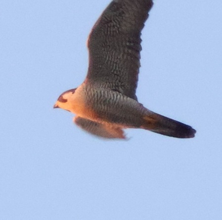 2025/12/23 埼玉県南部 ハヤブサ雌は食事に行った?