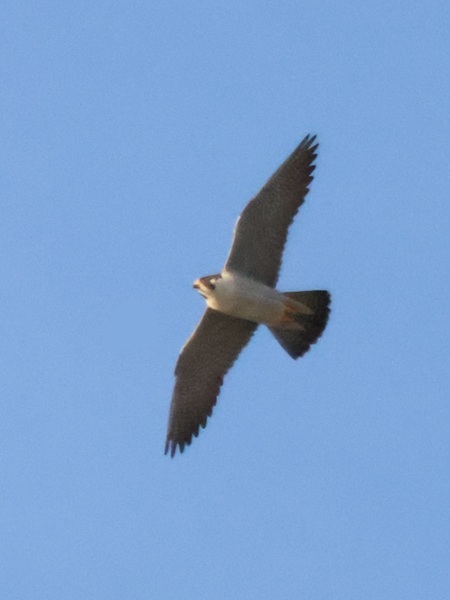 2025/12/31 埼玉県南部 ハヤブサ雄は活発、雌あまり動かず