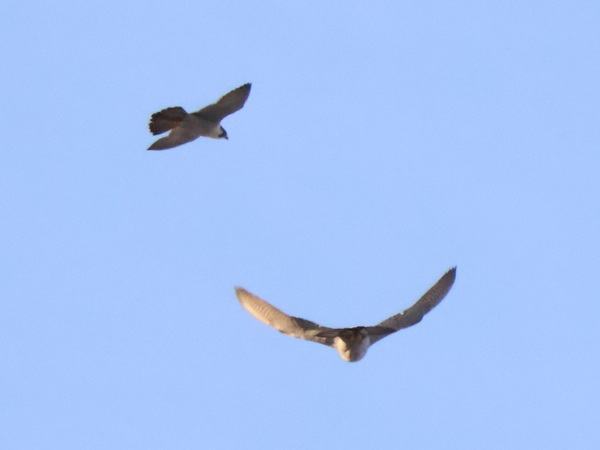 ハヤブサ雄と雌