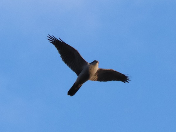 2026/01/02 大宮第三公園 お正月はタカを見たい