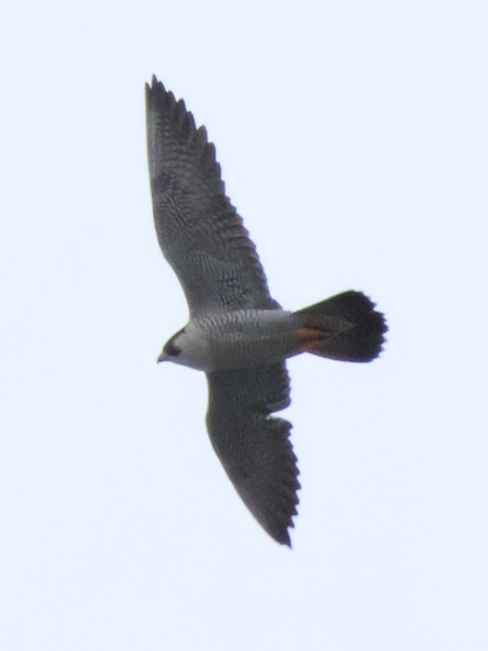 2026/01/11 埼玉県南部 見られたハヤブサは雌だけ