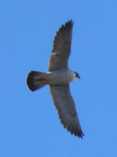 2026/01/14 埼玉県南部 ハヤブサが2時間待ってやっと出た