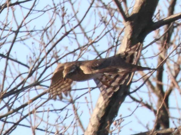 2026/01/16 大宮第三公園 ハイタカが目の前に来たけれど