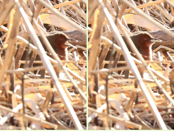 あくびをするヒクイナ