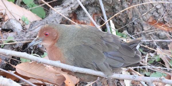 2026/01/28 埼玉県南部(沼) ヒクイナが5m先で