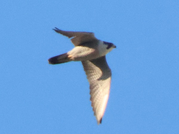 2026/01/29 埼玉県南部 ハヤブサはやっぱり雌のみ