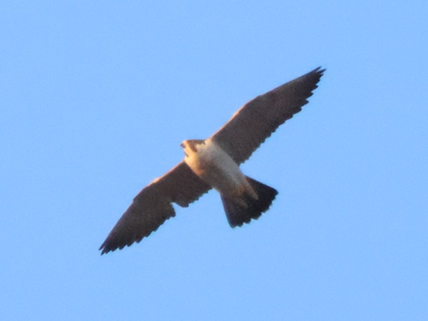 2026/02/04 埼玉県南部 ハヤブサ雌はまだいる